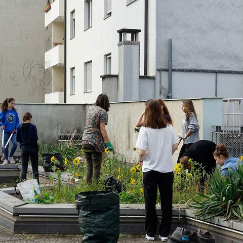 OK WEB Aktionstag 2023 Beet. Vergrösserte Ansicht